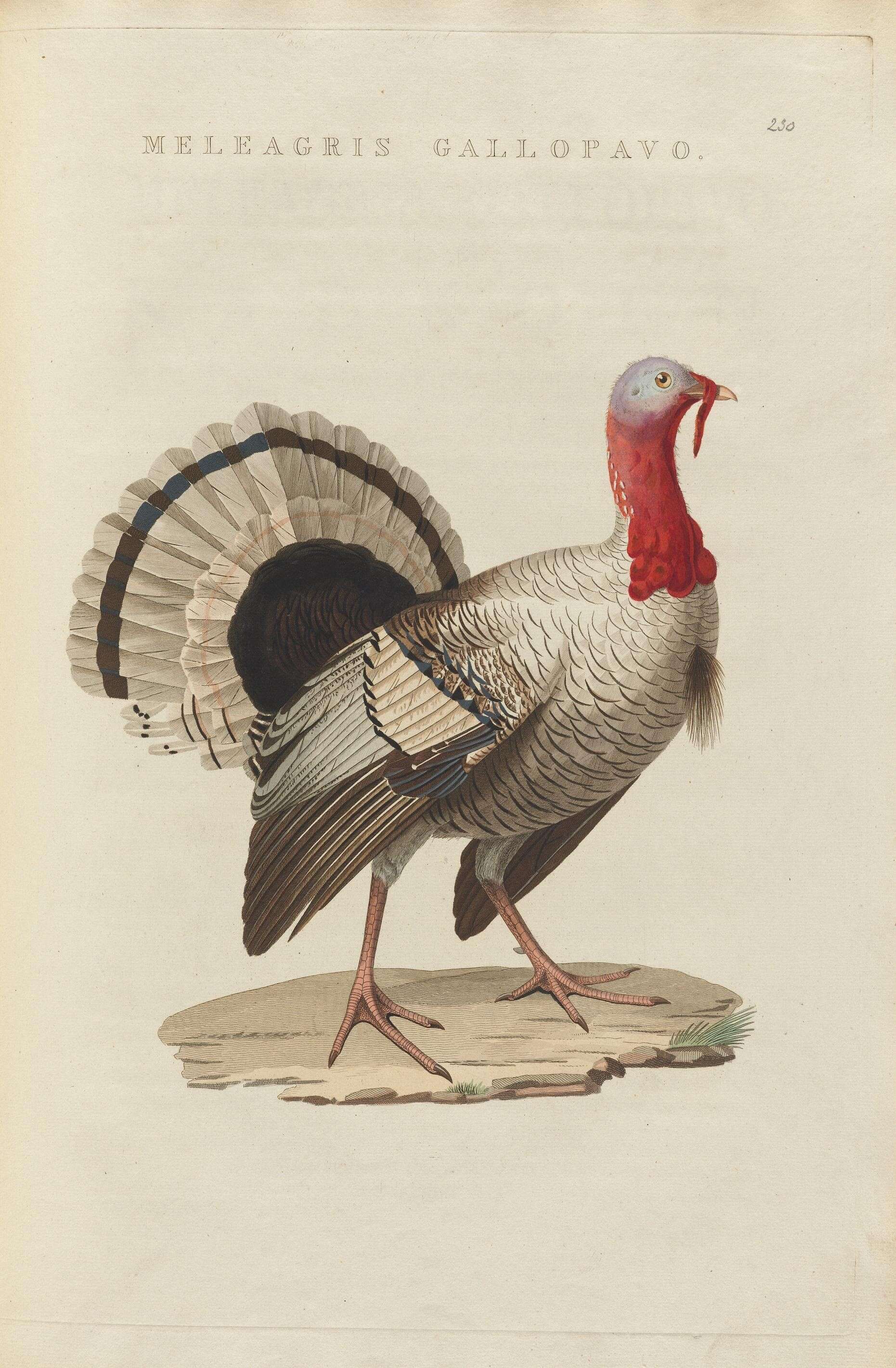 Imagem de Meleagris gallopavo Linnaeus 1758