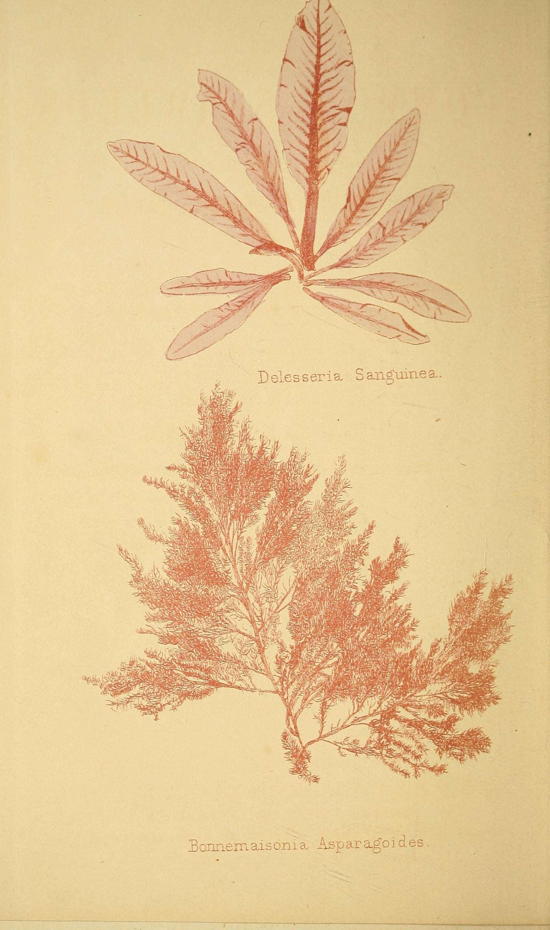 Imagem de Delesseria J. V. Lamouroux 1813
