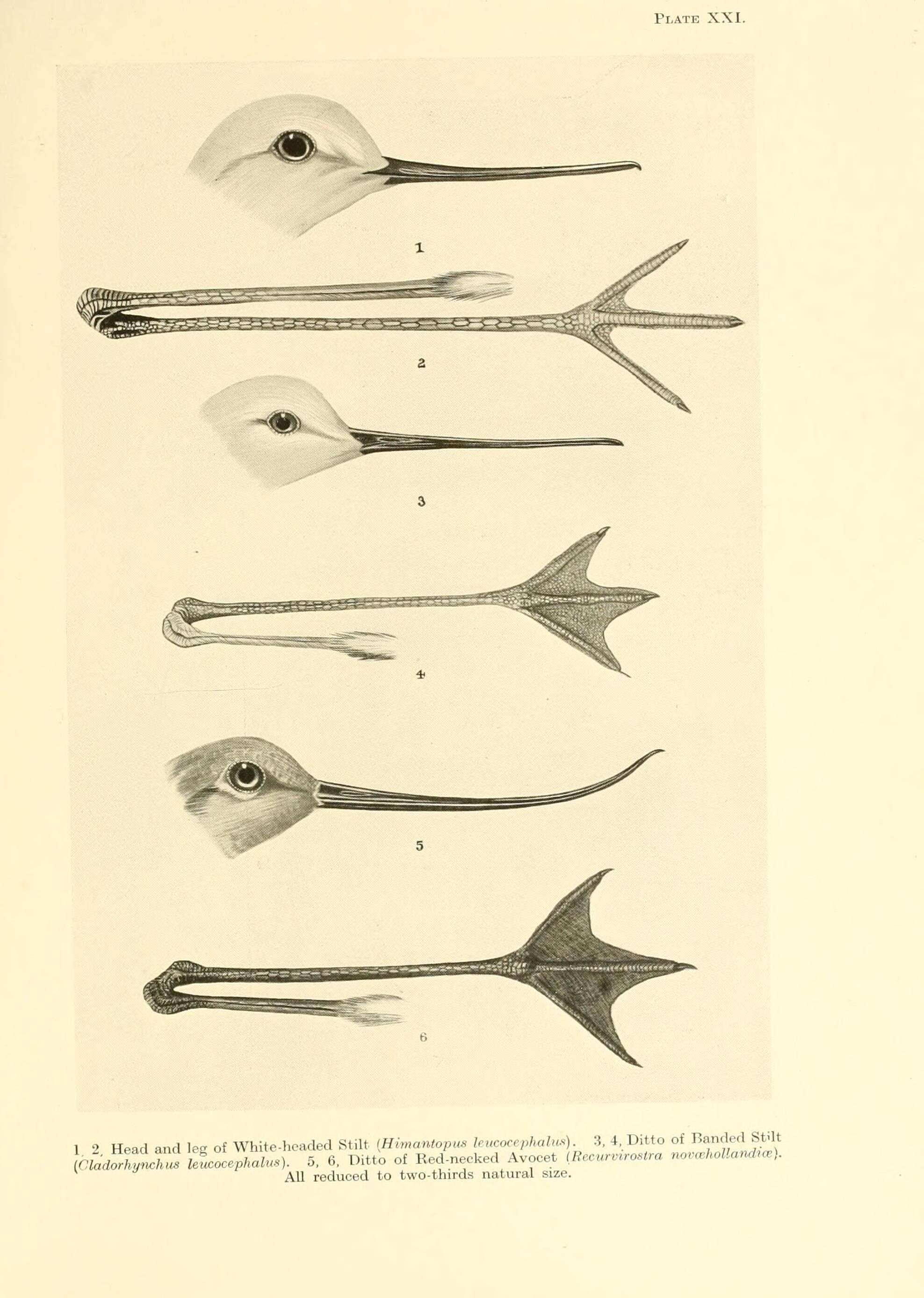 Image de Cladorhynchus Gray & GR 1840