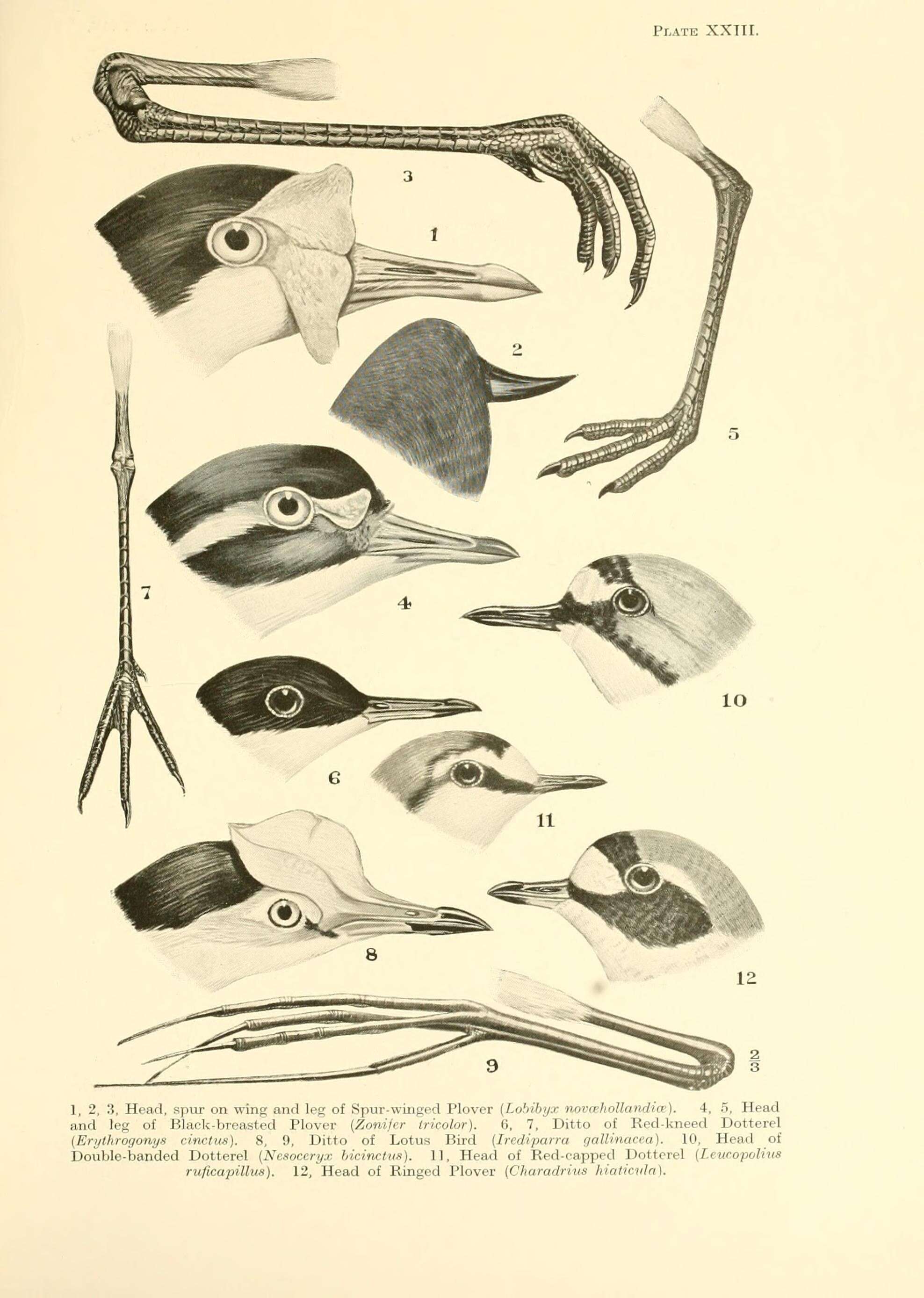 Erythrogonys Gould 1838 resmi