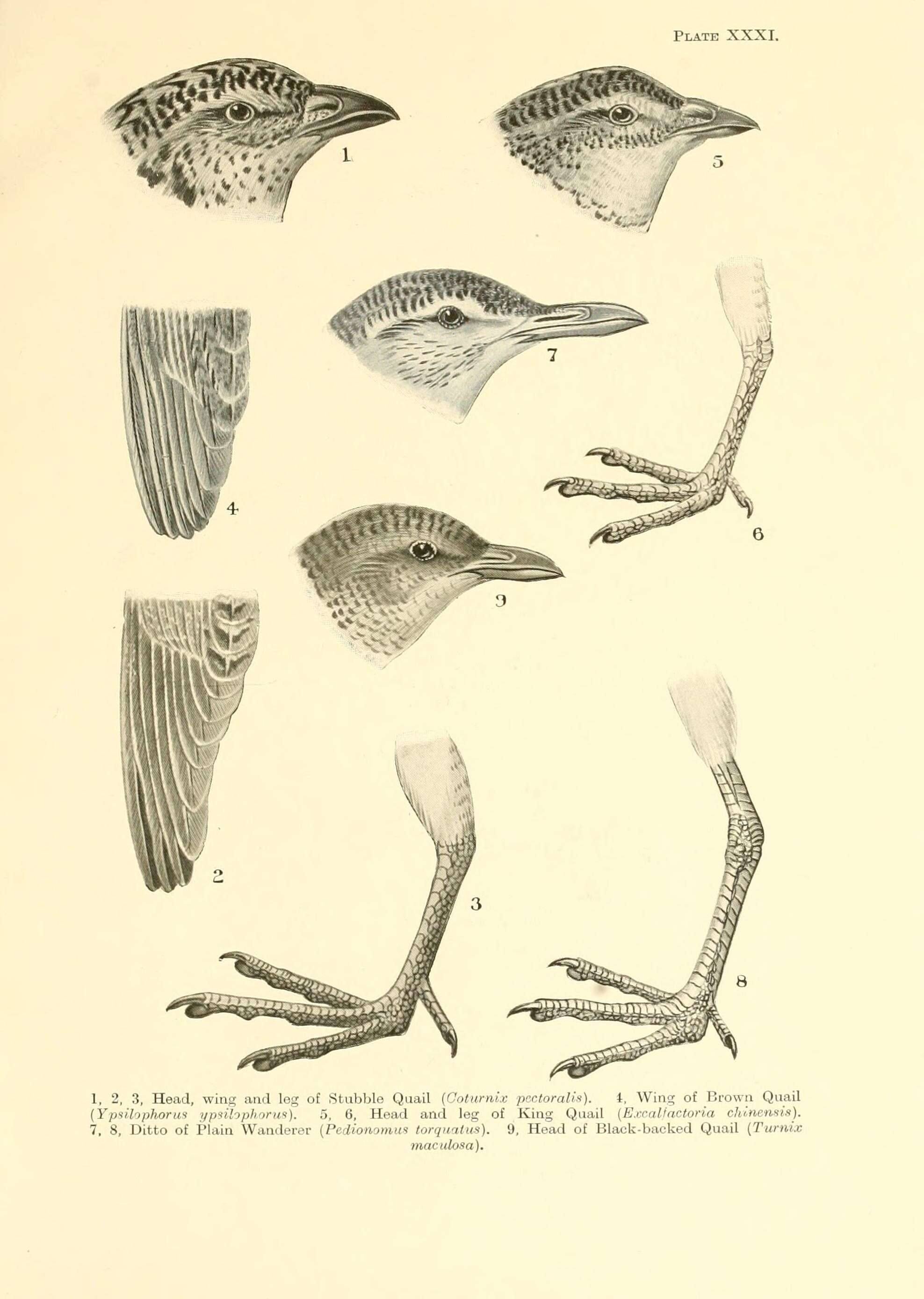 Image of Stubble Quail