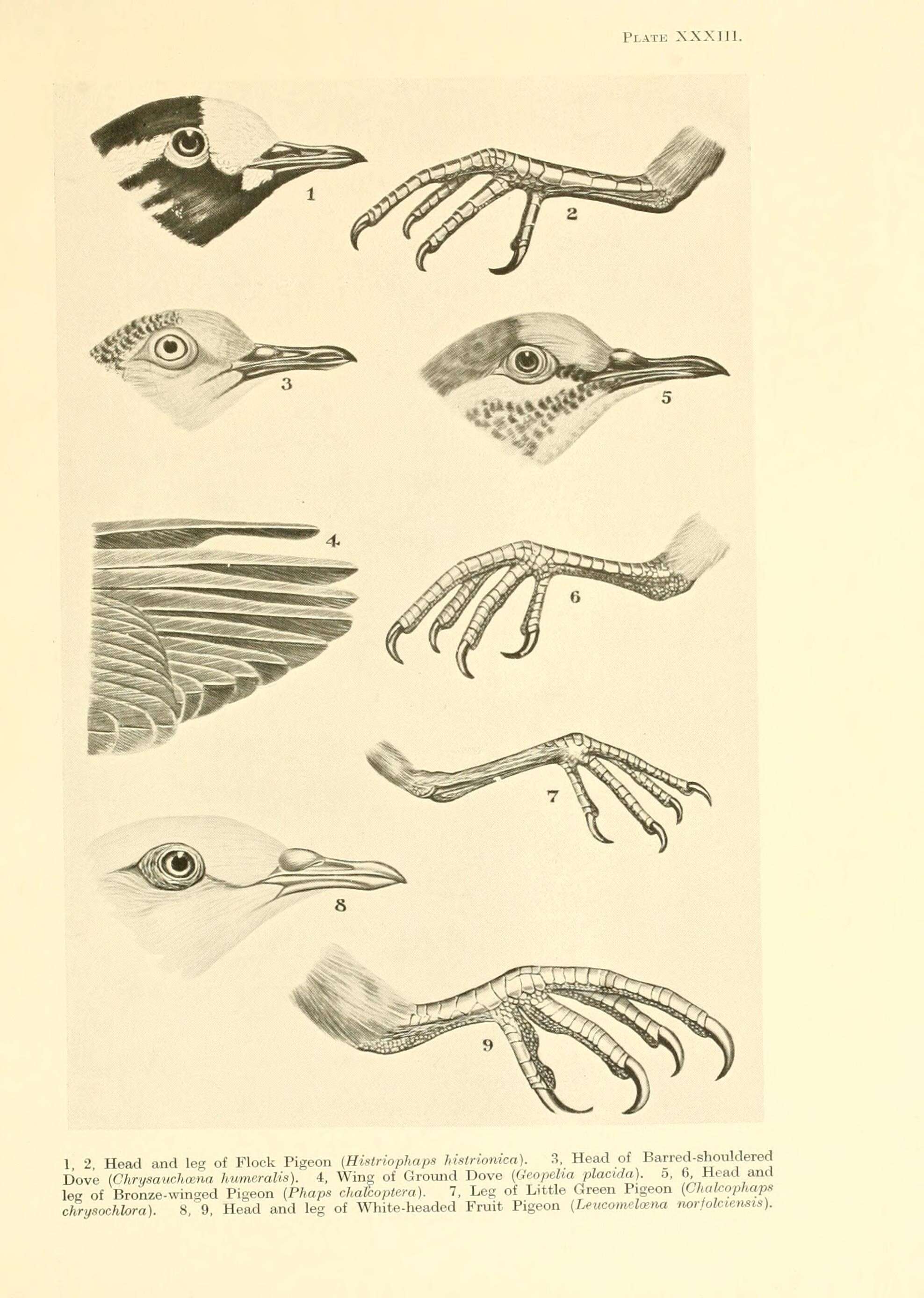 Imagem de Phaps histrionica (Gould 1841)