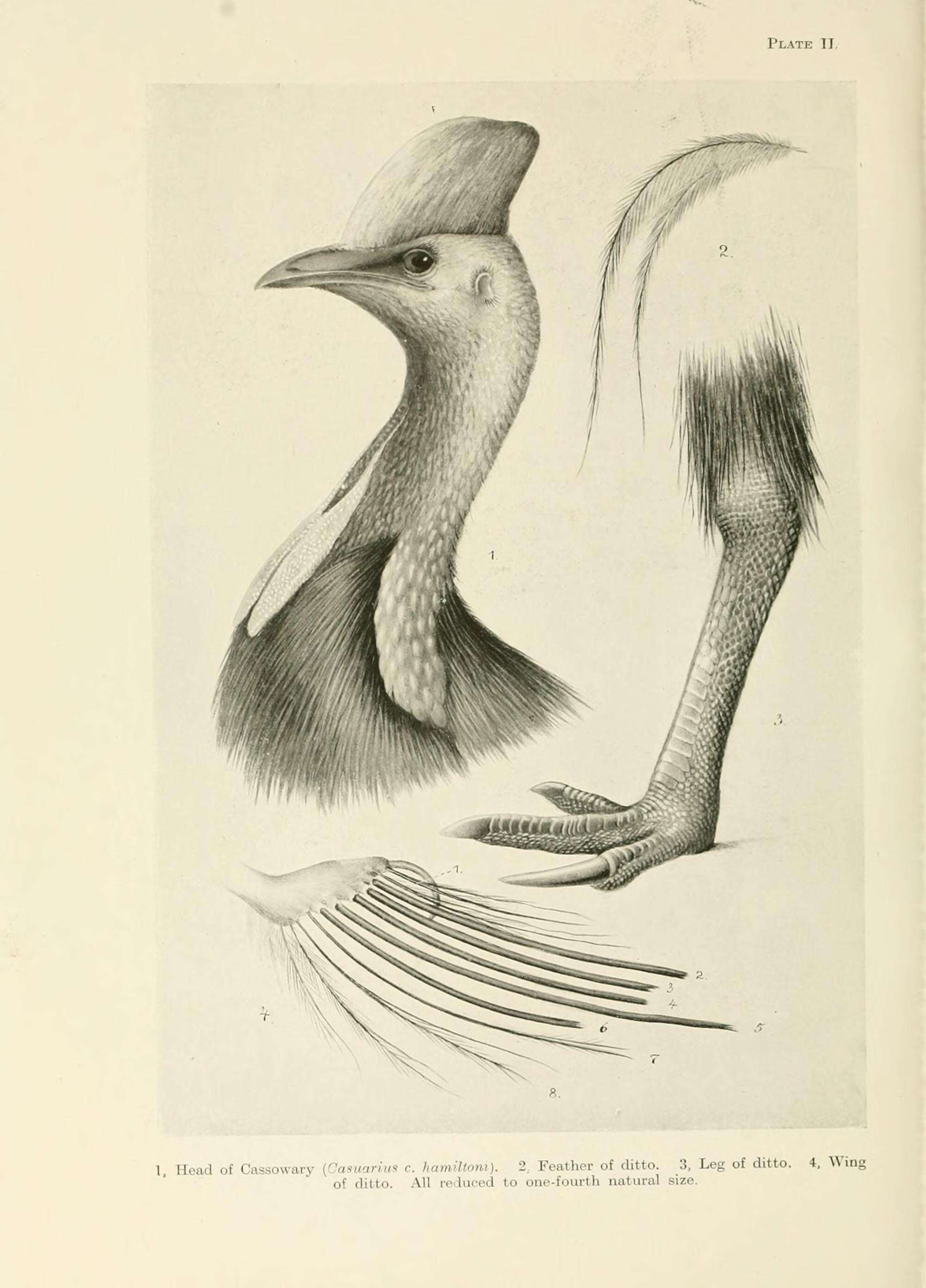 Image of <i>Casuarius casuarius johnsonii</i> (Muller 1866)