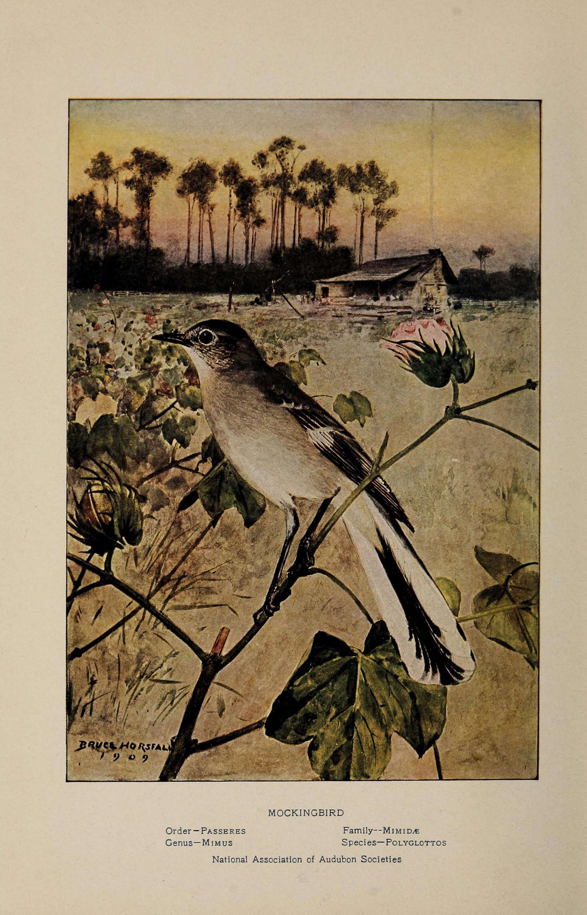 Image of Northern Mockingbird