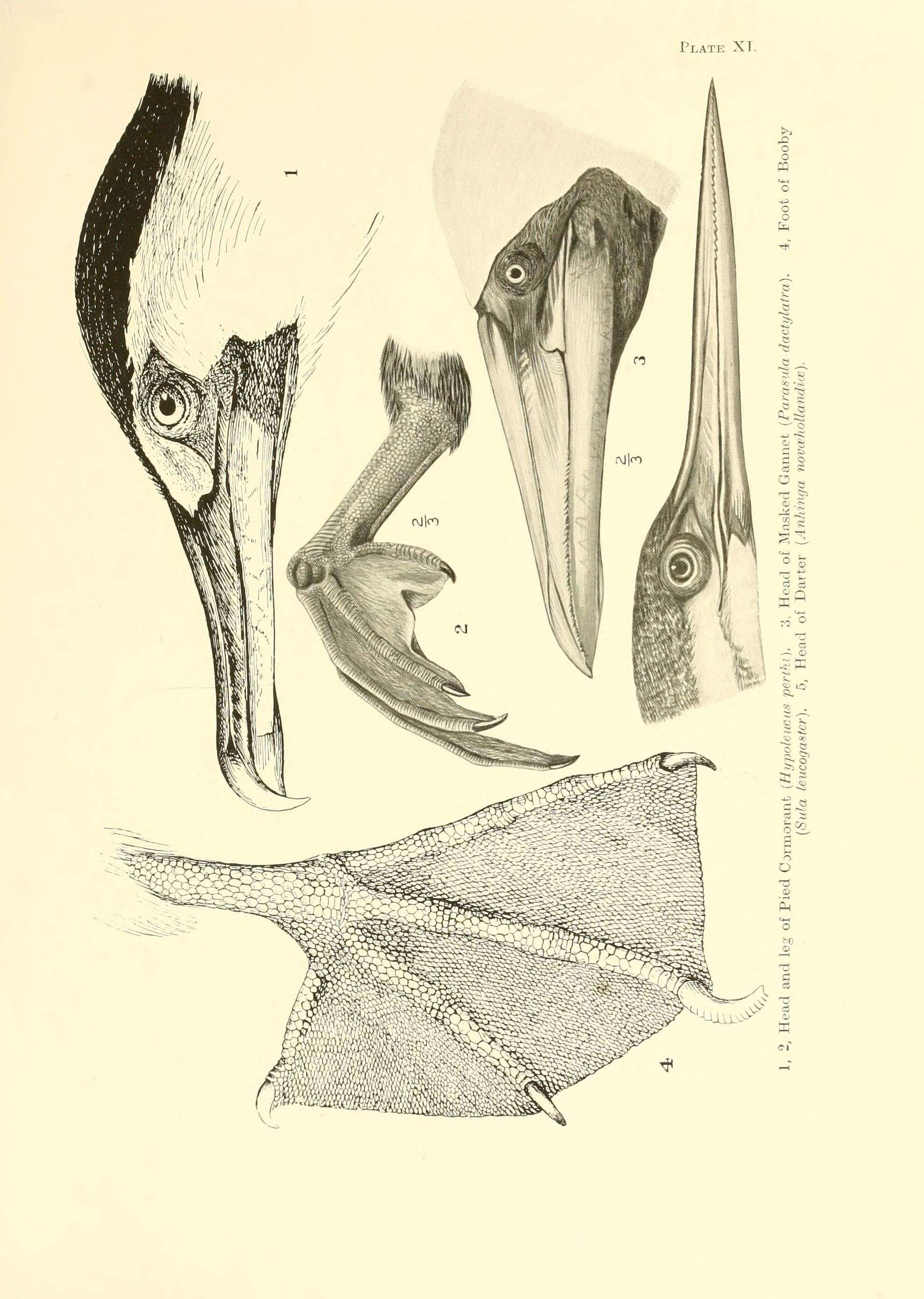 Image of Australian Pied Cormorant