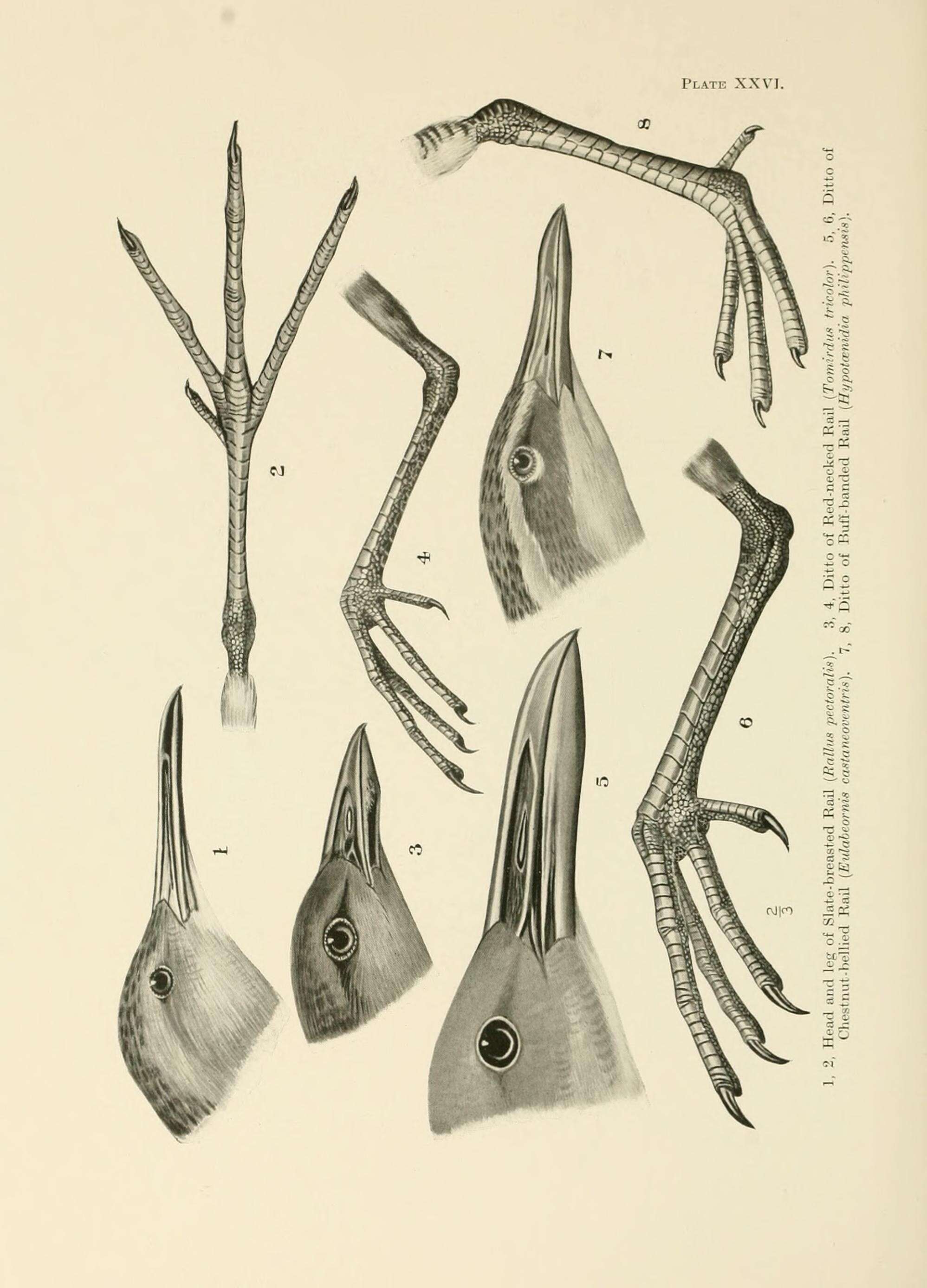 Image of Red-necked Crake