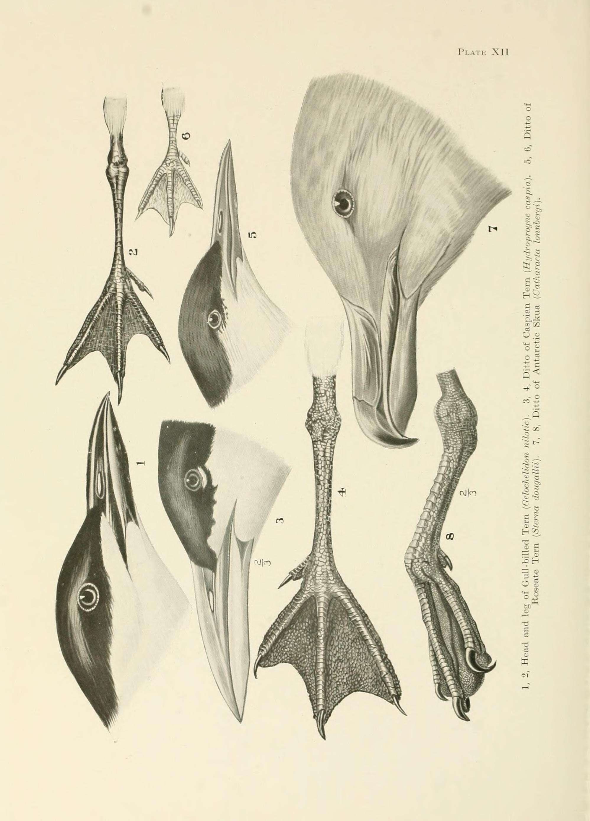 Image of Gelochelidon Brehm & CL 1830