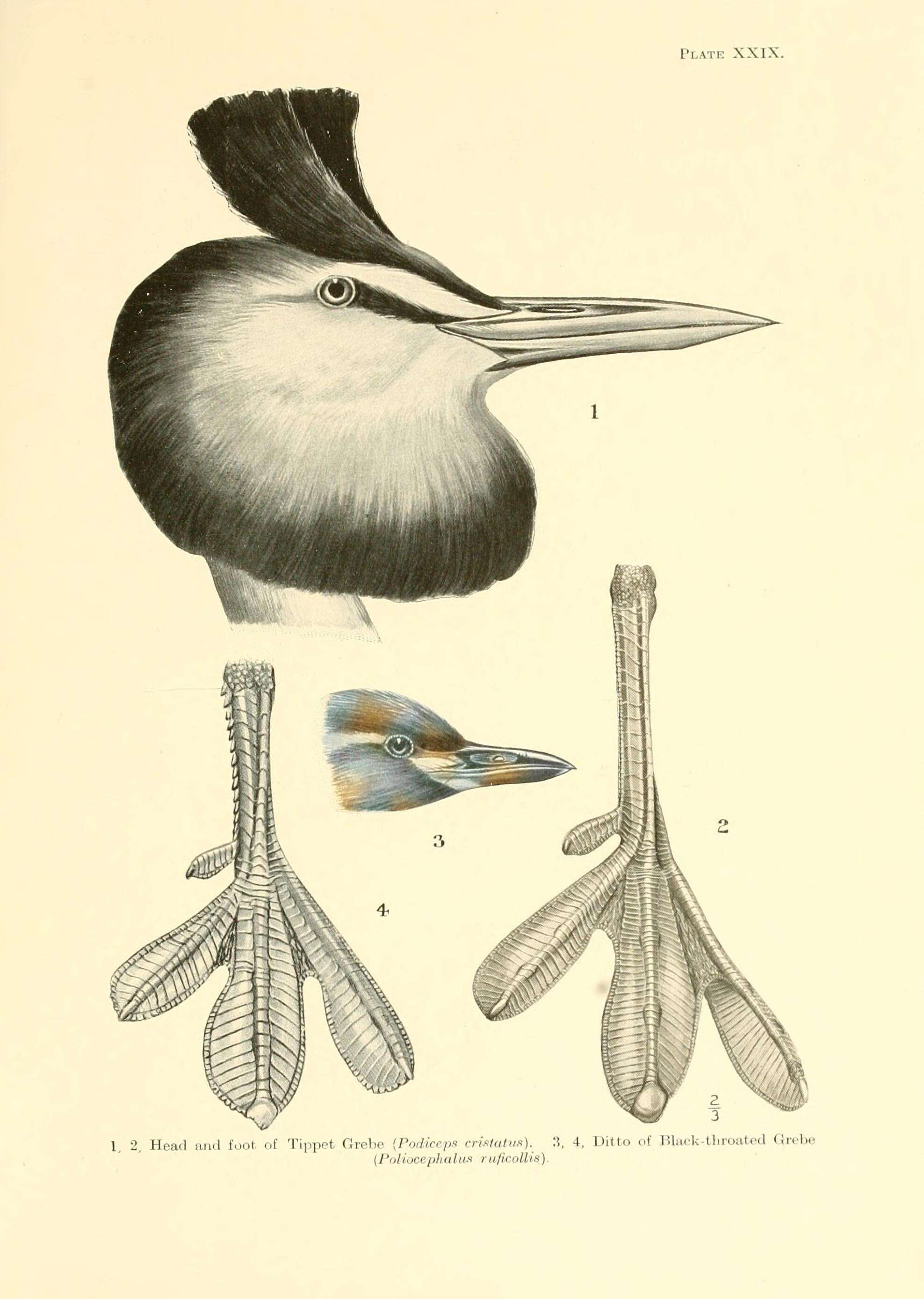 Image of Podiceps Latham 1787