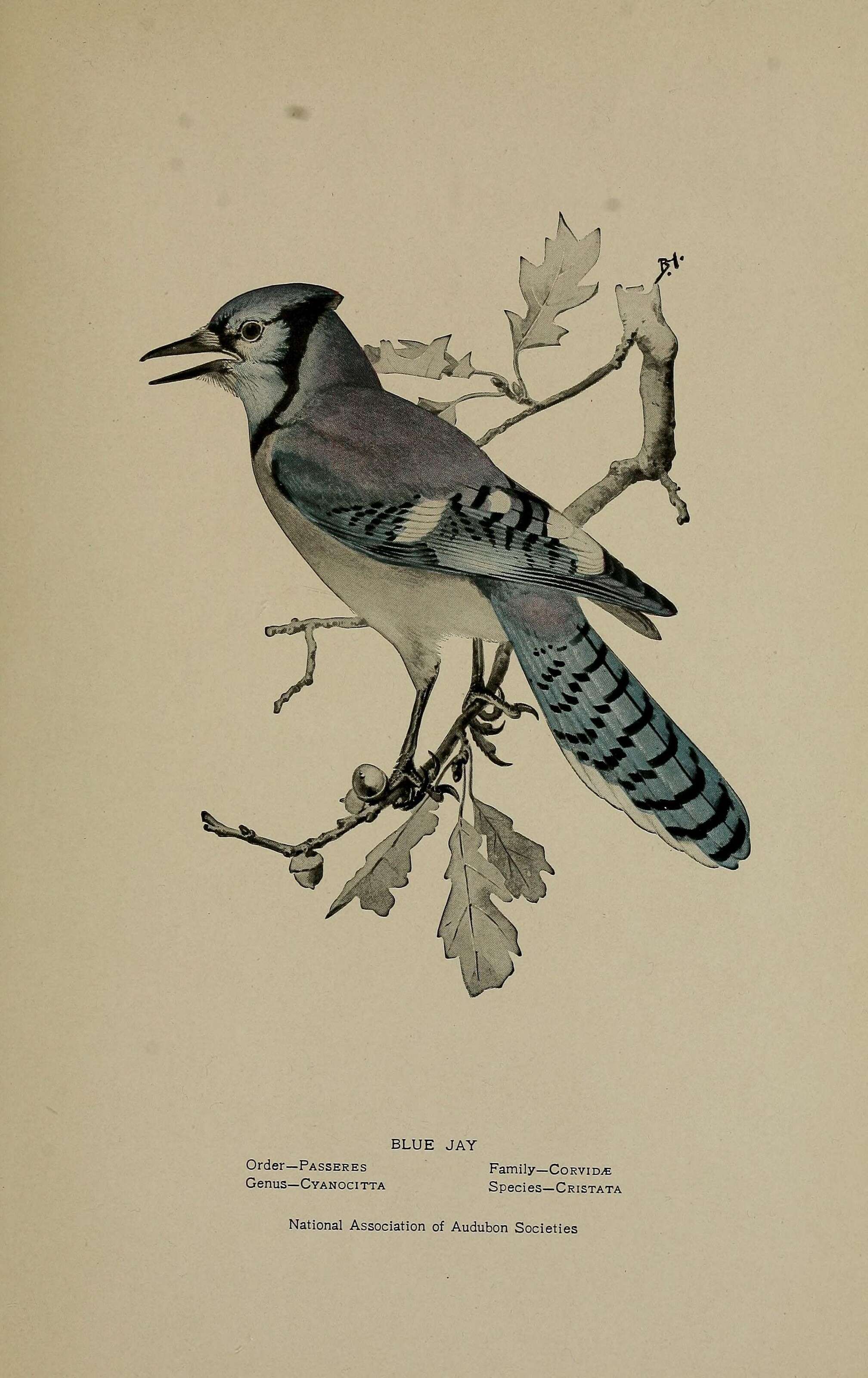 Image of Blue Jay