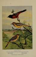 Image of Orchard Oriole