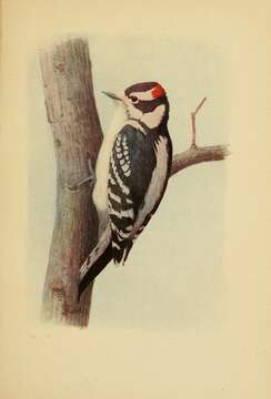 Image of Downy Woodpecker
