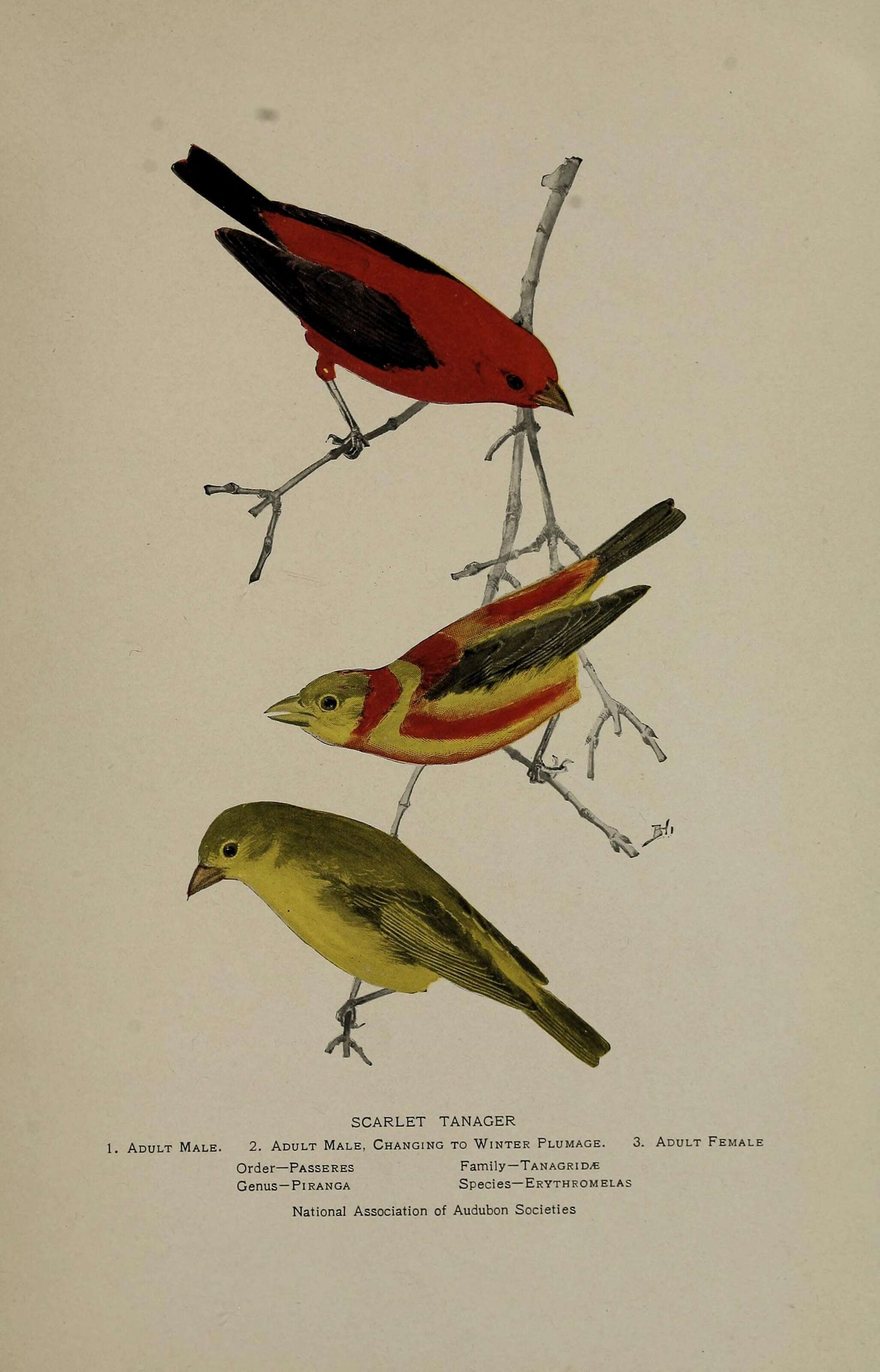 Image of Scarlet Tanager