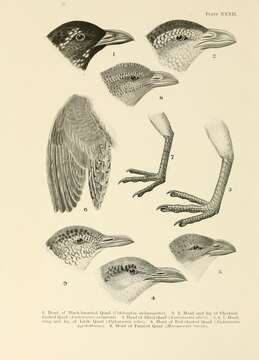 Image of Chestnut-backed Button-quail