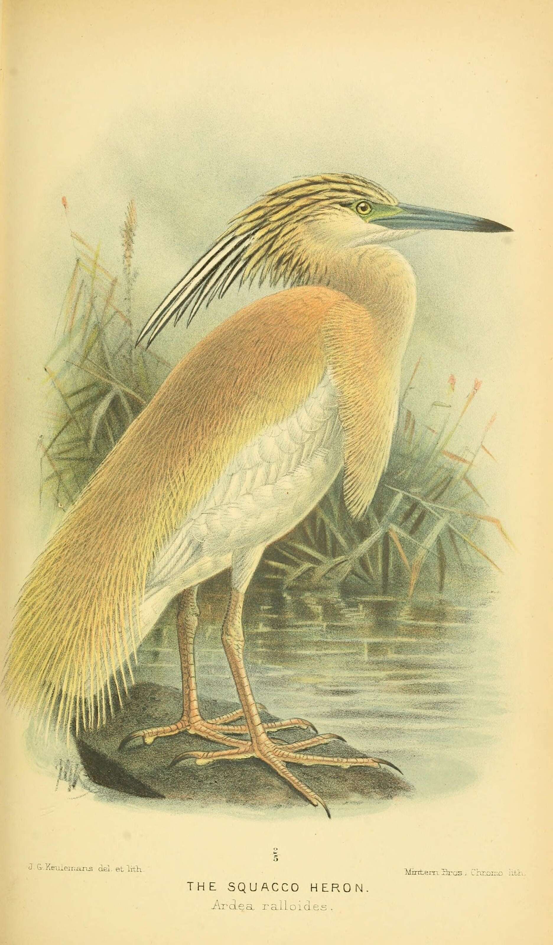 Image of Common Squacco Heron