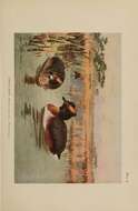 Image of Podiceps Latham 1787