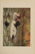 Image de Mergus merganser americanus Cassin 1852