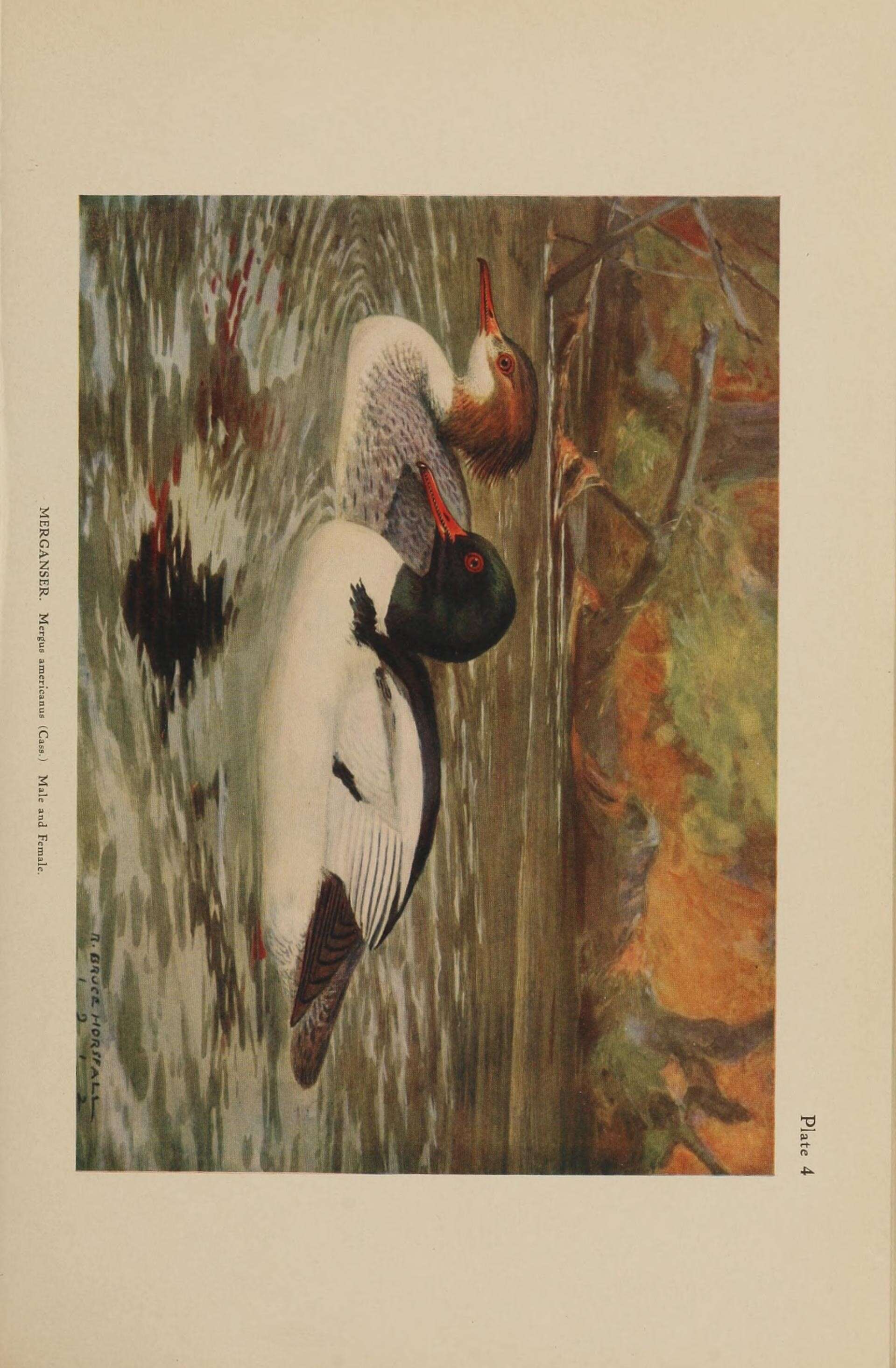 Image de Mergus merganser americanus Cassin 1852