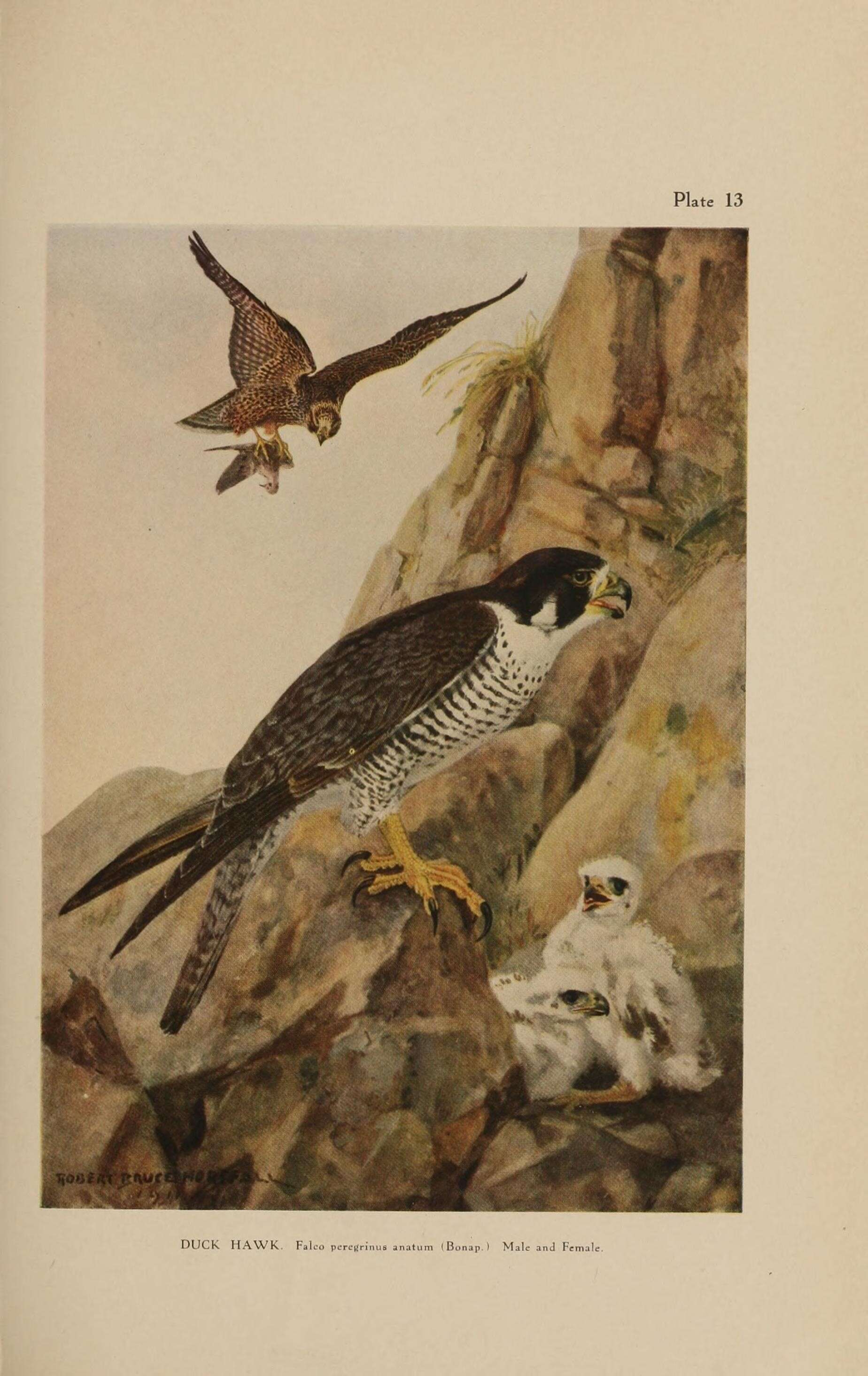 Image of Falco peregrinus anatum Bonaparte 1838