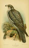 Image of Gyr Falcon