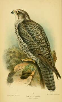 Image of Gyr Falcon