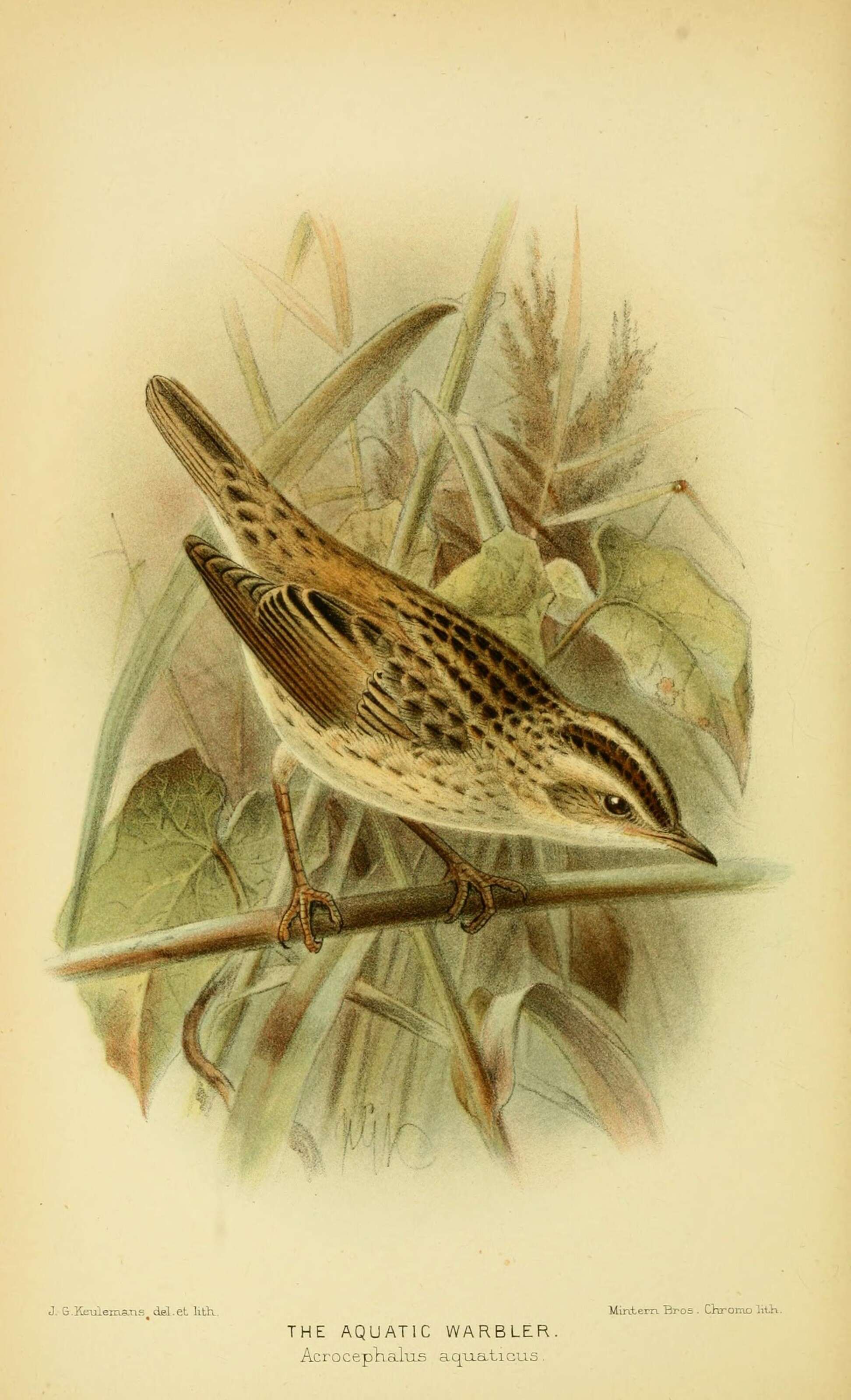 Image of Aquatic Warbler