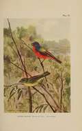 Image of Painted Bunting