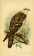 Image of honey buzzard, european honey buzzard