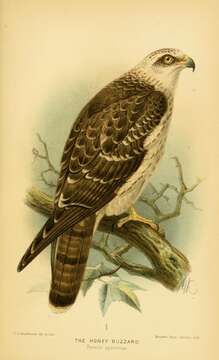 Image of honey buzzard, european honey buzzard
