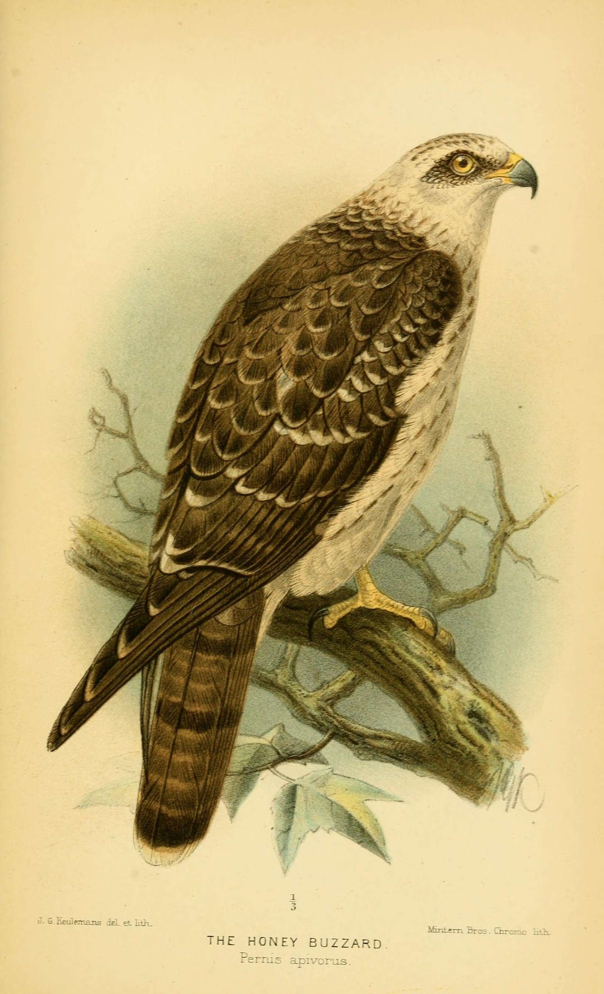Image of honey buzzard, european honey buzzard