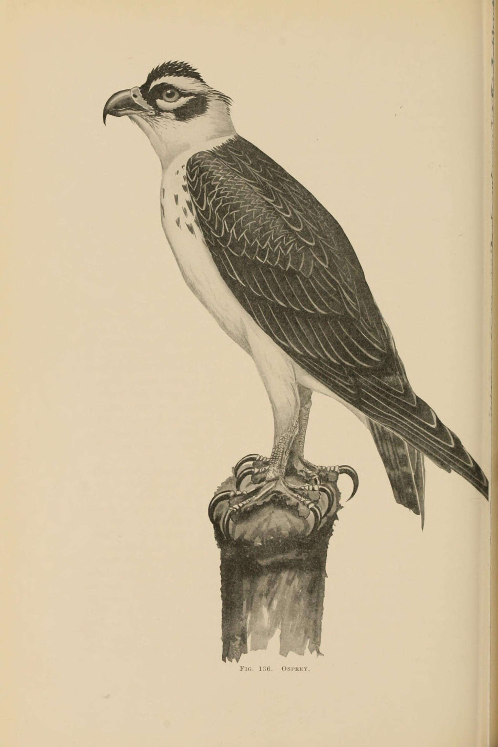 Image of Pandion haliaetus carolinensis (Gmelin & JF 1788)