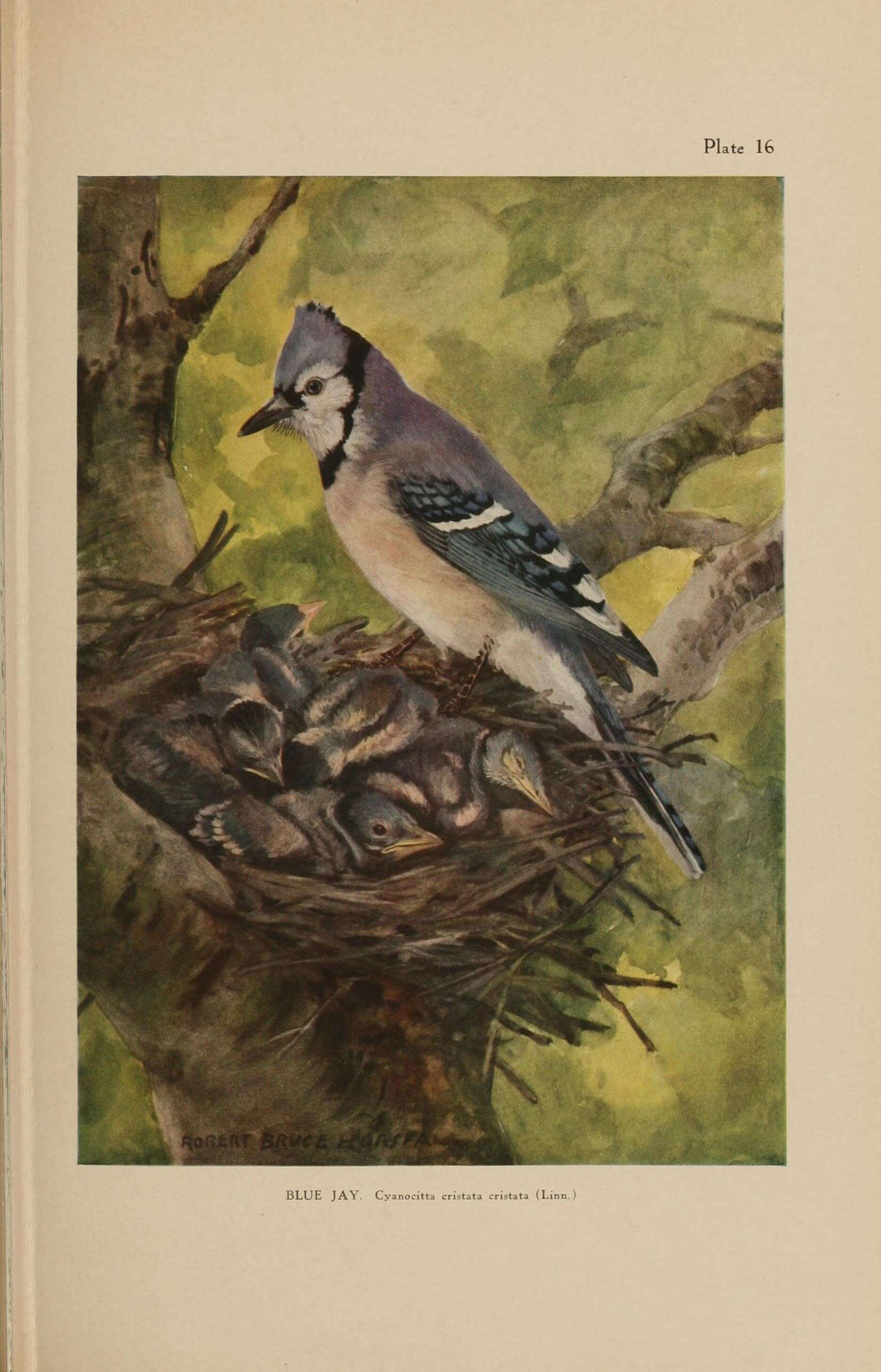 Image of Blue Jay