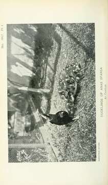 Image of African Black Duck