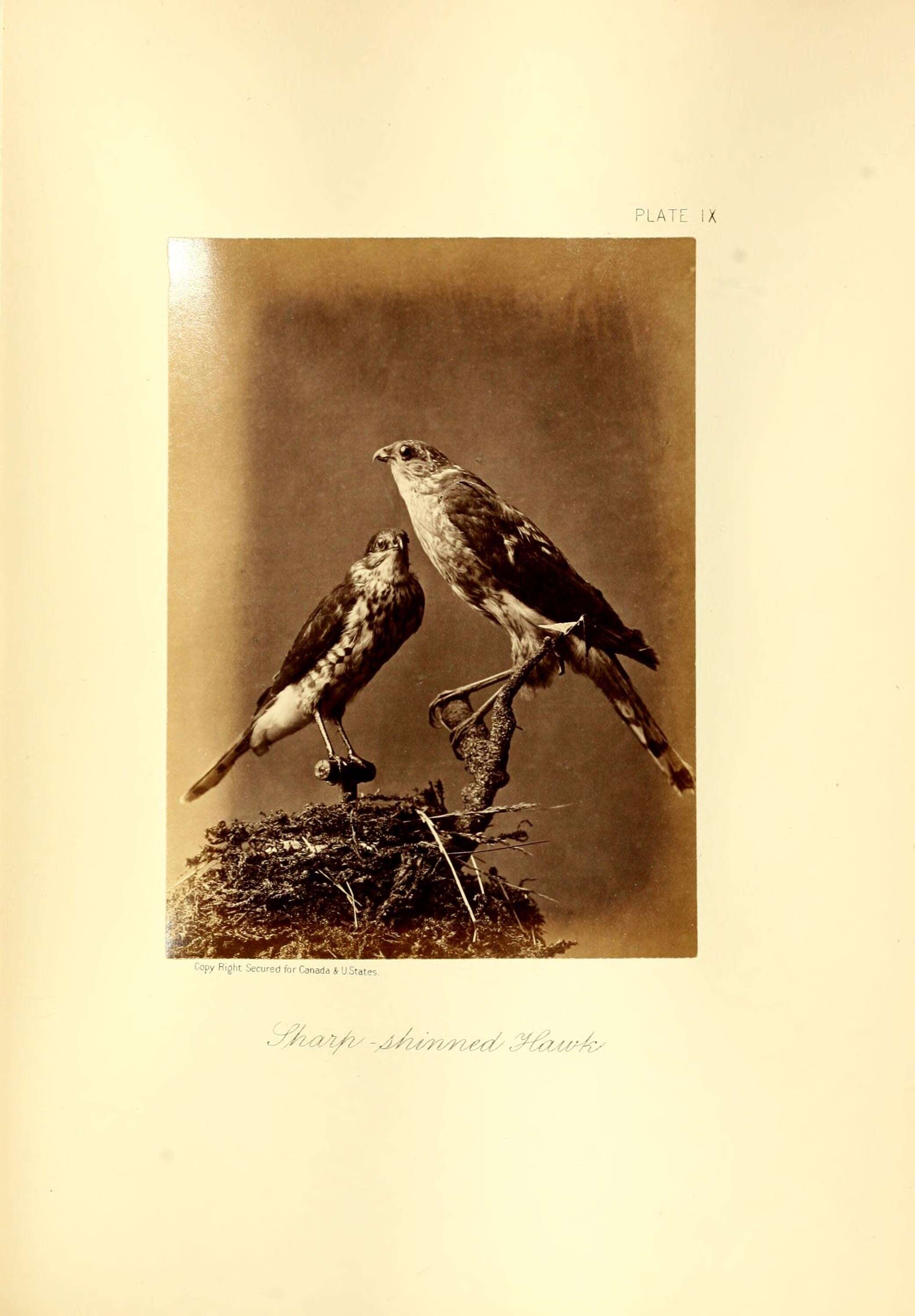 Image of Sharp-shinned Hawk