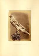 Image of Red-shouldered Hawk