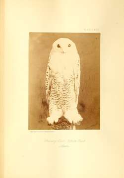 Image of Snowy Owl