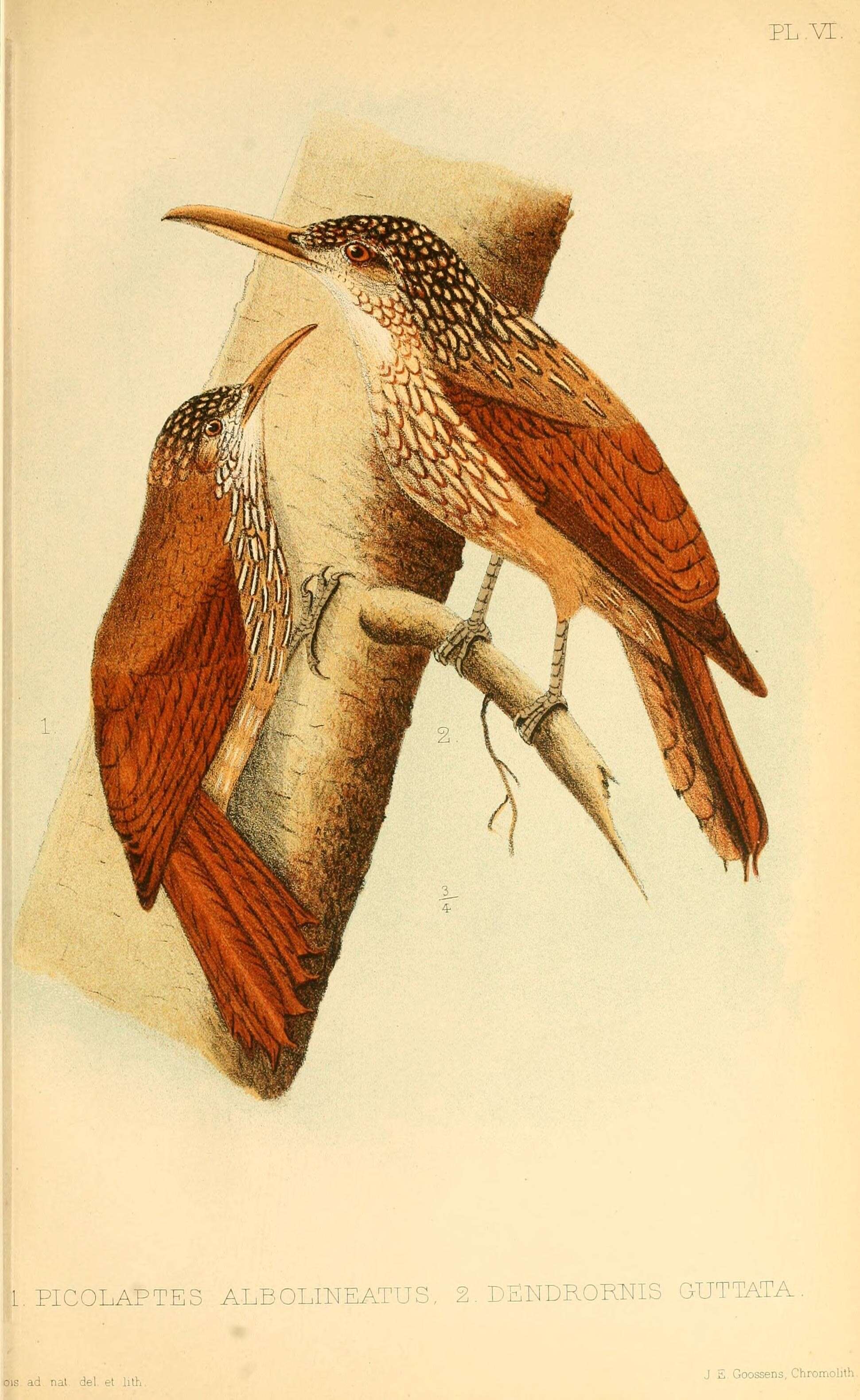 Image of Lepidocolaptes souleyetii littoralis (Hartert & Goodson 1917)