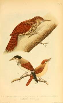 Image of Rufous-winged Antshrike