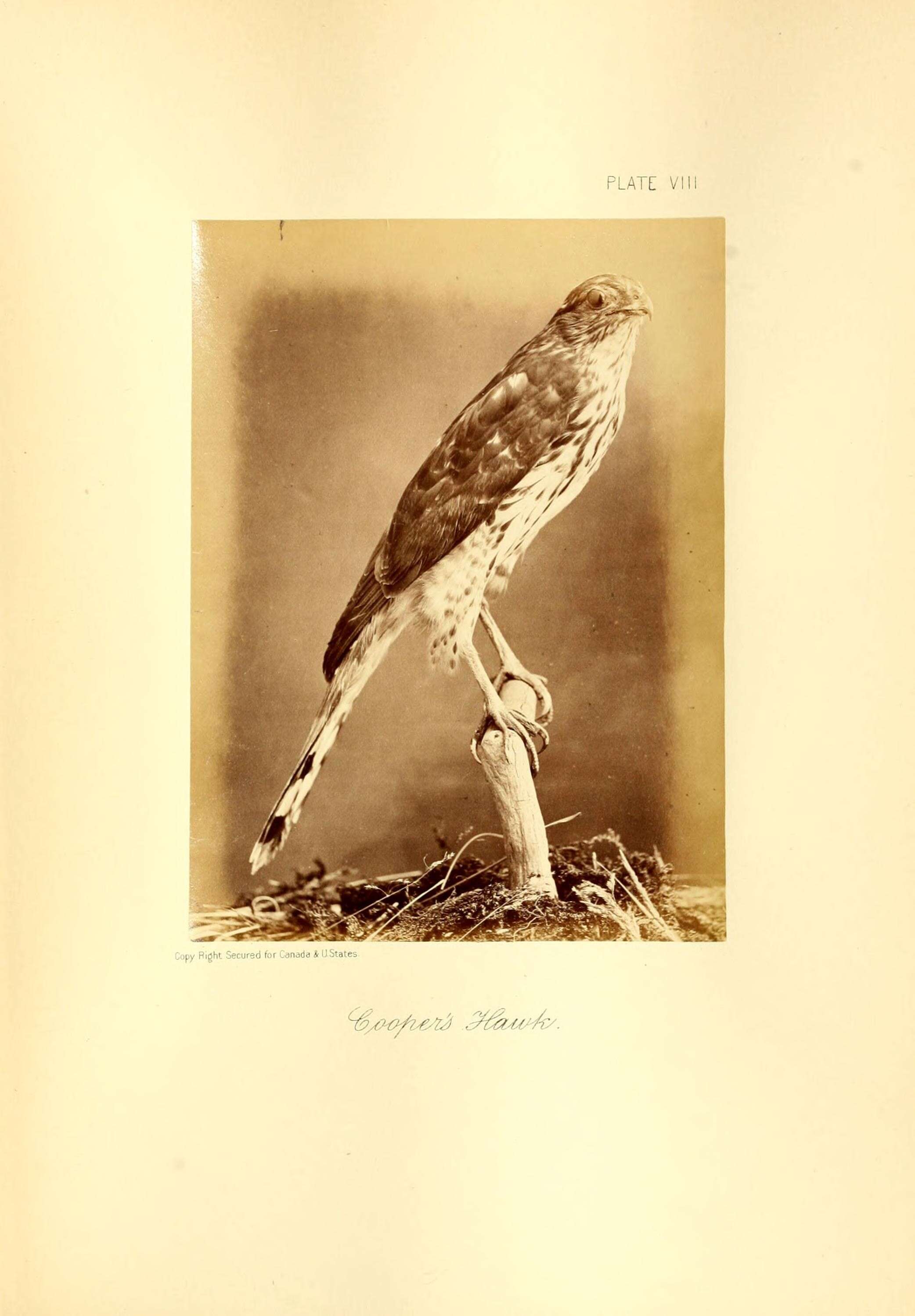 Image of Cooper's Hawk