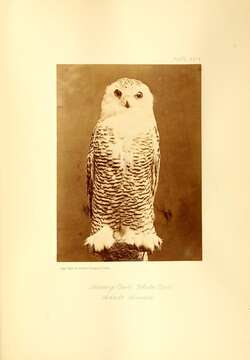 Image of Snowy Owl