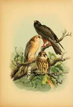 Image of Red-footed Falcon