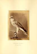 Image of Eurasian Goshawk