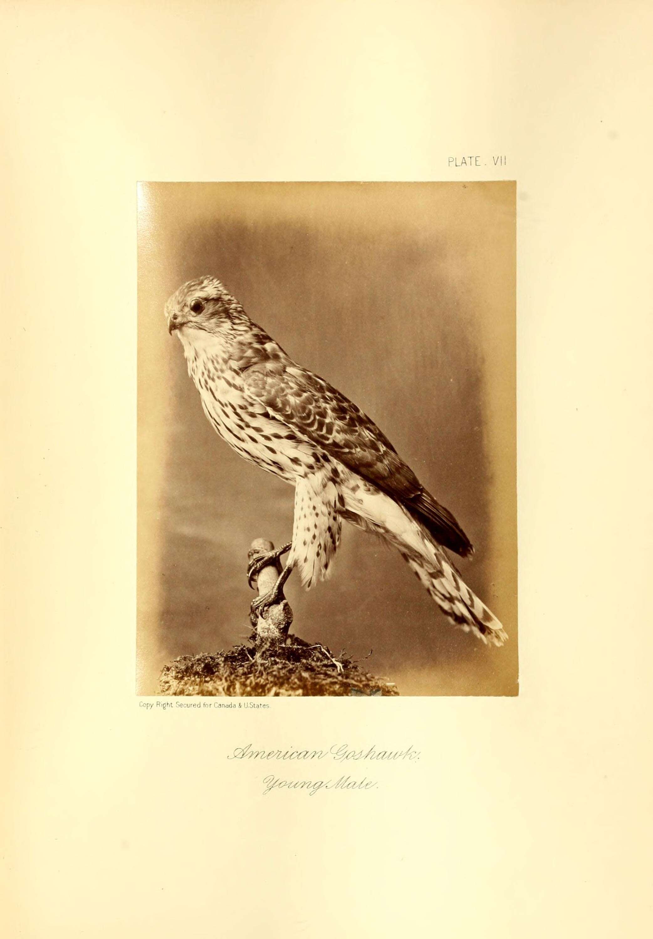 Image of Eurasian Goshawk