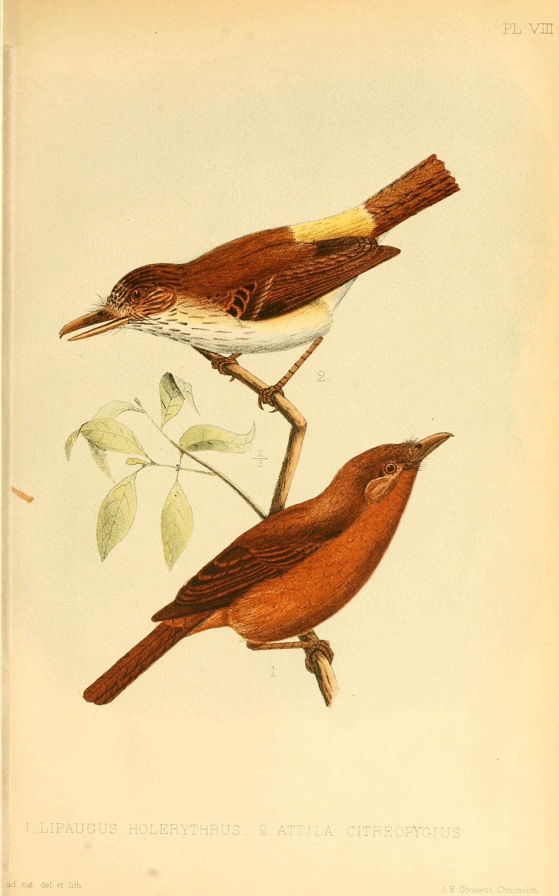 Image of Attila spadiceus citreopyga (Bonaparte 1854)