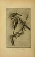 Sivun Baeolophus Cabanis 1851 kuva