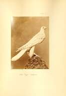 Image of Gyr Falcon