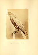 Image of Gyr Falcon