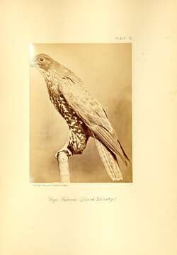 Image of Gyr Falcon