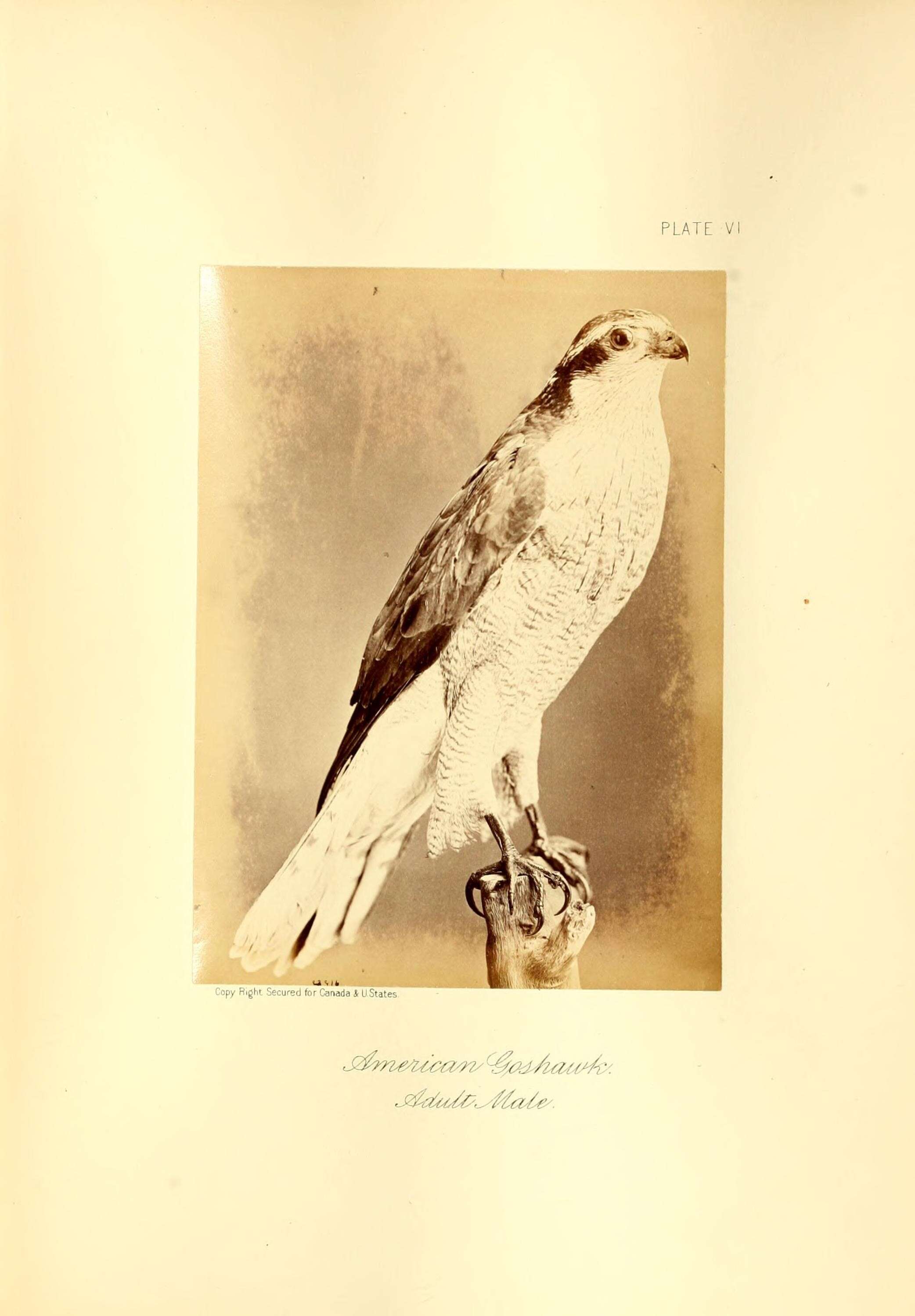 Image of Eurasian Goshawk