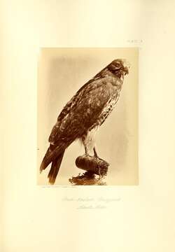 Image of Buteo Lacépède 1799