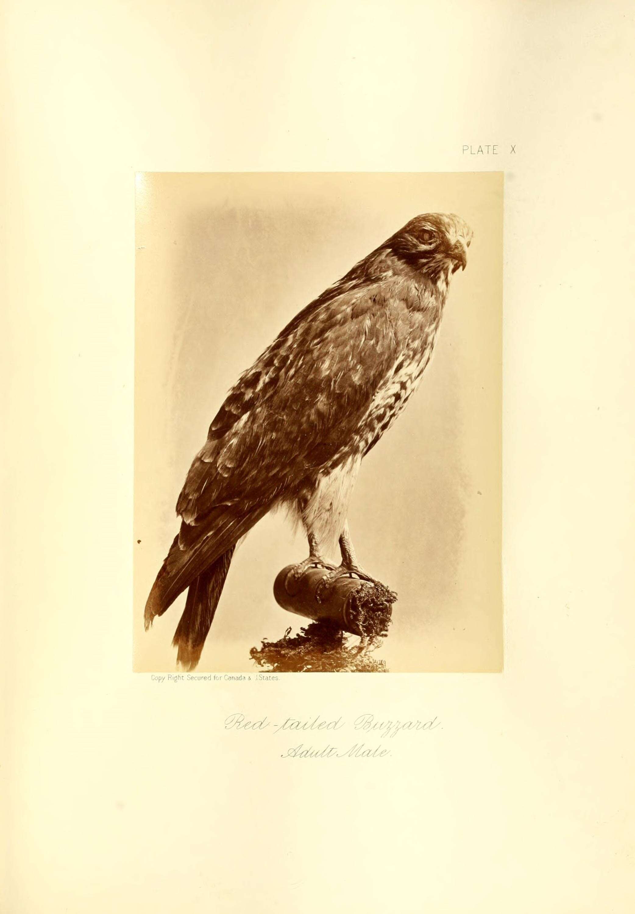 Image of Buteo Lacépède 1799